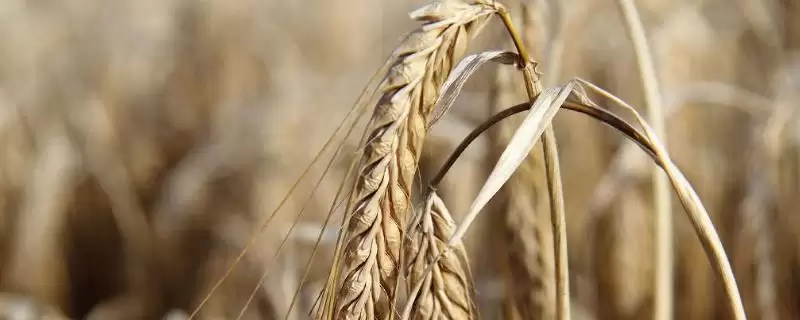大地532小麦种子特点、病虫害防治(大地532小麦种子特点,注意防治病虫害)?-会东网