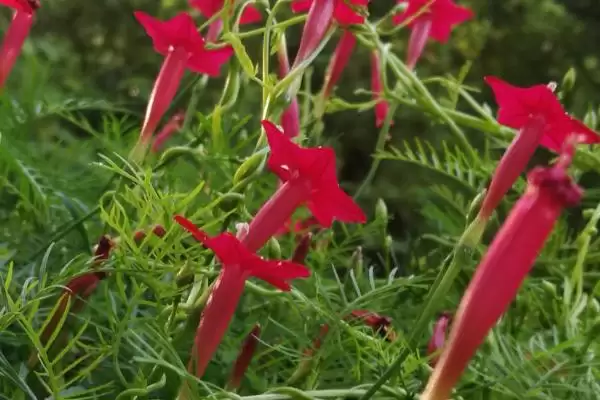 图片[4]-茑萝花语介绍(茑萝寓意相互帮助、忙忙碌碌等)？-会东网