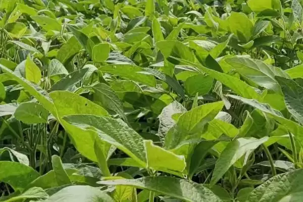 图片[3]-大豆基肥使用方法及厩肥土杂肥用量(怎么对大豆使用基肥及肥料用量)？-会东网