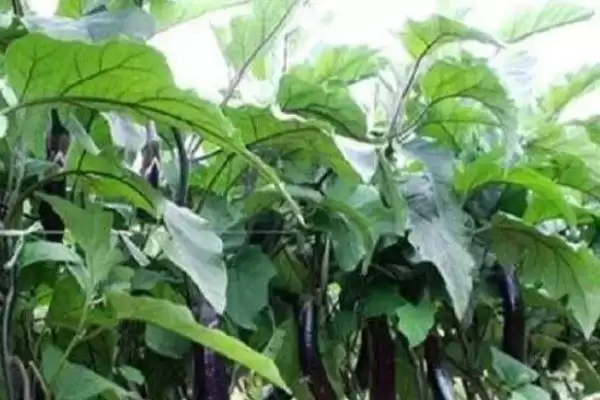 图片[4]-茄子苗期猝倒病防治方法及农家肥要点(怎么防治茄子苗期猝倒病及农家肥要点)？-会东网