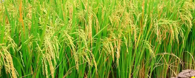丰大优2590水稻种子中抗白叶枯病(5级)(丰大优2590水稻种子中抗白叶枯病5级有何意义)?-会东网