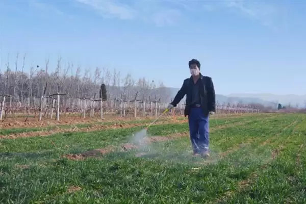 图片[6]-防止羊啃麦苗的用药相关问题(打什么药可以防止羊啃麦苗，一般不建议使用药剂来避免羊啃麦苗)？-会东网