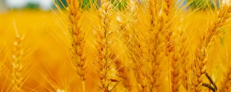 秦鑫368小麦品种播期介绍(秦鑫368适宜播期10月上中旬)?-会东网
