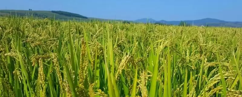 淮香粳918水稻种子适期播种要点(淮香粳918水稻种子适期播种要点)?-会东网