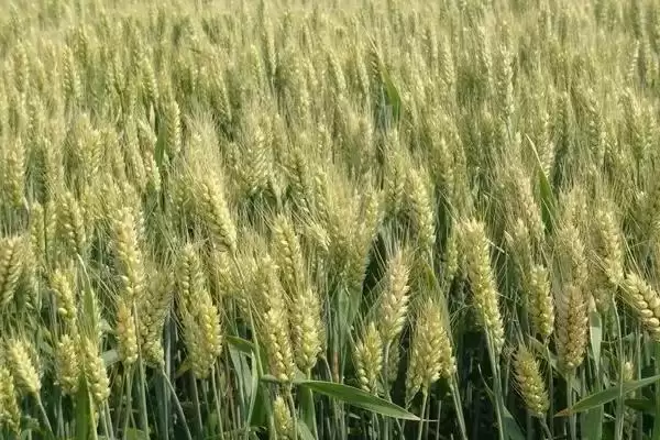 图片[4]-希普655小麦种子特点与生育期情况(希普655小麦种子特点及生育期)？-会东网