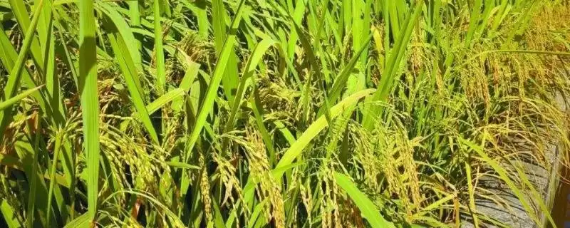 东壮稻777水稻品种属中晚熟品种(东壮稻777水稻品种中晚熟品种有何特性)?-会东网