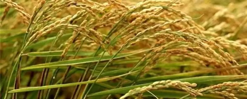 荟丰优615水稻种子每亩有效穗数13.8万详情(荟丰优615水稻种子每亩有效穗数详情)?-会东网