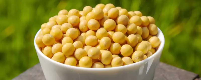 冀豆21大豆种子特征特性、生育期(冀豆21大豆种子特征特性，该品种生育期105天)？-会东网