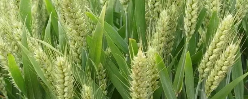 克春18号小麦种子特点、所属类型(克春18号小麦种子特点,中筋品种)?-会东网