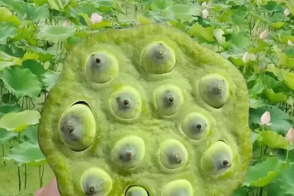 图片[3]-湖北荆州特产有荆州八宝饭等相关介绍(湖北荆州特产有荆州八宝饭等介绍)？-会东网