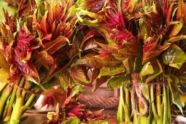 图片[9]-河南野菜的种类相关情况介绍(河南野菜的种类，你吃过哪几种)？-会东网