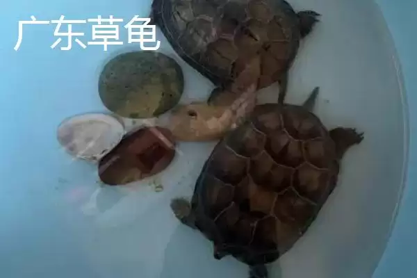 图片[6]-中华草龟分布省份及地区差异情况(中华草龟分布省份及地区差异情况)？-会东网