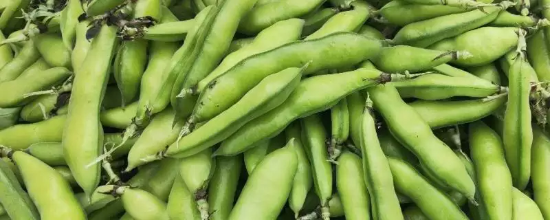 蚕豆播种后需及时灌溉(蚕豆种植灌溉有何重要性)？-会东网