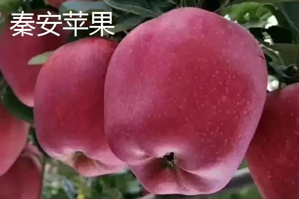 图片[4]-甘肃省天水市的特产水果种类(甘肃省天水市有哪些特产水果，包括秦安蜜桃、秦安苹果、麦积核桃等种类)？-会东网