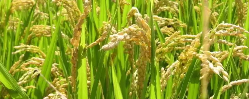 博优820水稻种子桂南7月上旬播种(博优820水稻种子桂南播种时间有何规律)?-会东网