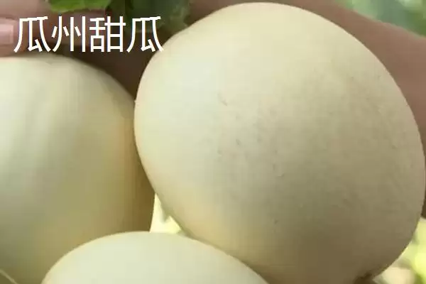 图片[12]-甘肃省天水市的特产水果种类(甘肃省天水市有哪些特产水果，包括秦安蜜桃、秦安苹果、麦积核桃等种类)？-会东网