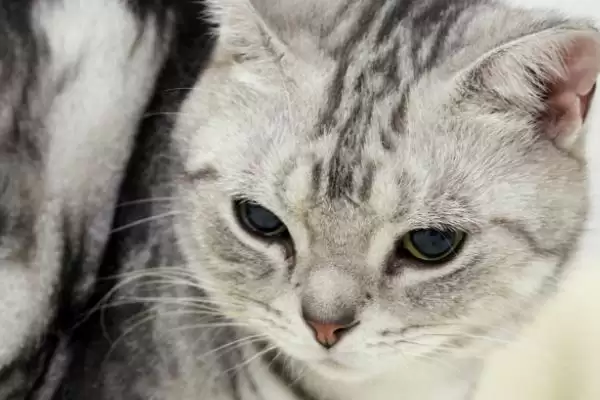 图片[2]-猫应激反应介绍(猫应激反应指对外界刺激的异常生理心理反应)？-会东网