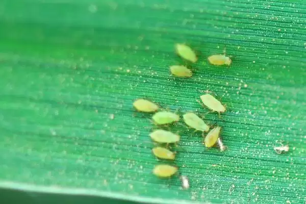 图片[5]-小麦抗性蚜虫治理方法及杀虫剂选择(小麦抗性蚜虫咋治理及杀虫剂选择)？-会东网