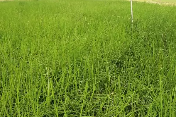 图片[4]-荸荠施肥技术为何一定要施足基肥(荸荠施肥技术施足基肥的原因)？-会东网