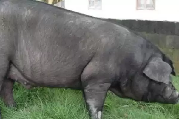 图片[2]-中国本土猪颜色及黑色短毛猪特性(中国本土猪是什么颜色及猪的特性)？-会东网