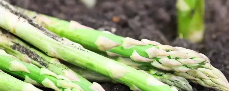芦笋苗期管理要点(芦笋苗期定植后补苗、中耕除草等)？-会东网