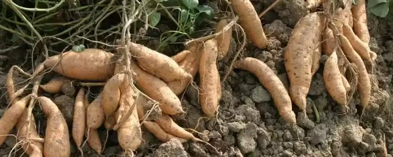 甘薯上钾肥技术相关要点(甘薯上钾肥技术,移栽前和封垄前均可施钾肥)?-会东网