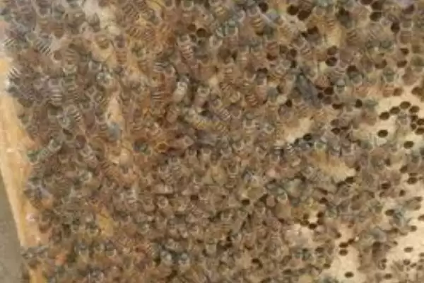 图片[5]-中蜂巢虫病防治方法及淘汰旧脾要点(怎么防治中蜂巢虫病及淘汰旧脾要点)？-会东网