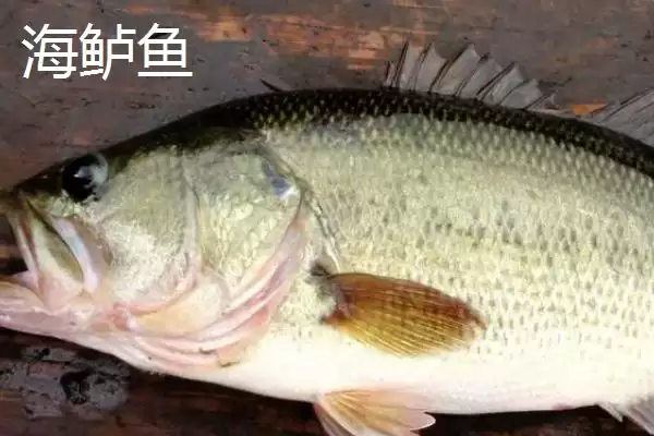 图片[3]-淡水鲈鱼与海鲈鱼的区别(淡水鲈鱼与海鲈鱼的区别，种类、外观和分布地区均不同)？-会东网