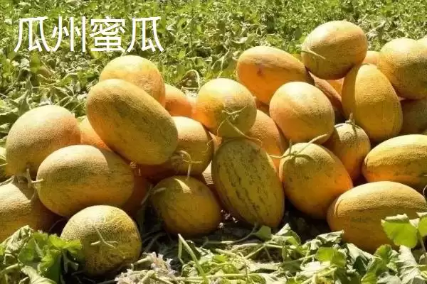 图片[8]-甘肃省天水市的特产水果种类(甘肃省天水市有哪些特产水果，包括秦安蜜桃、秦安苹果、麦积核桃等种类)？-会东网