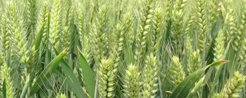 新麦57小麦品种特性与适宜播种期(新麦57小麦品种特性及播种期)？-会东网