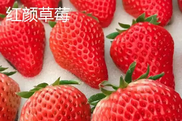 图片[7]-草莓常见品种及章姬佐贺清香等介绍(草莓的常见品种有哪些及介绍)？-会东网