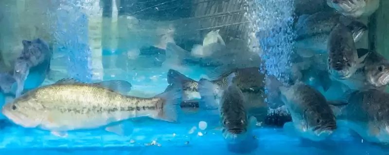 鲈鱼常见种类介绍(鲈鱼常见种类有河鲈、海鲈、松江鲈等)？-会东网