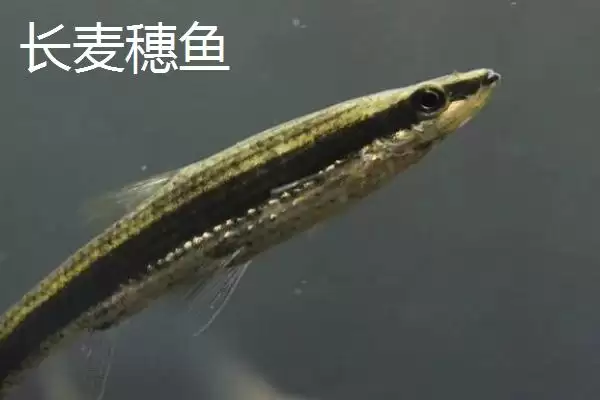图片[7]-麦穗鱼简介(麦穗鱼是常见的小型淡水鱼类)？-会东网