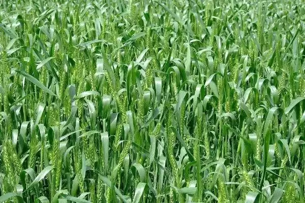 图片[2]-科麦513小麦种子特点、播种要点(科麦513小麦种子特点，适墒适时播种)？-会东网