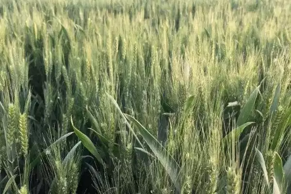 图片[5]-小麦抽穗期能否浇水及适量浇水要点(小麦抽穗期能浇水吗及要点)？-会东网
