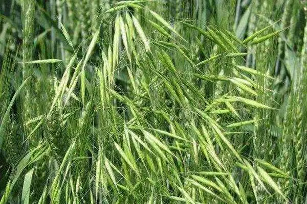 图片[4]-济麦40小麦种子特点、熟期对比(济麦40小麦种子特点，与对照品种济麦22熟期相当)？-会东网