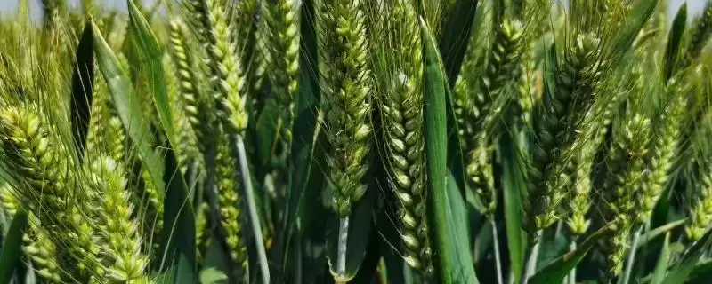 鲁研148小麦品种生育期情况(鲁研148全生育期211天)?-会东网