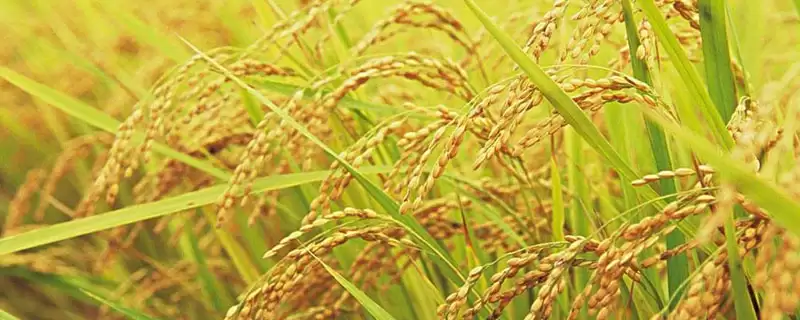 河大518小麦种子情况、适宜播期(河大518小麦种子简介,适宜播种期10月上中旬)?-会东网