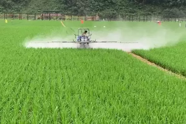 图片[3]-防治水稻钻心虫扒开叶鞘发现幼虫时即可防治(防治水稻钻心虫发现幼虫时防治有何依据)？-会东网