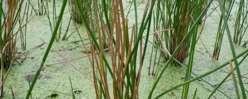 荸荠杆枯病防治策略及栽植1茬3年轮作要点(荸荠杆枯病防治与3年轮作其它作物要点)？-会东网