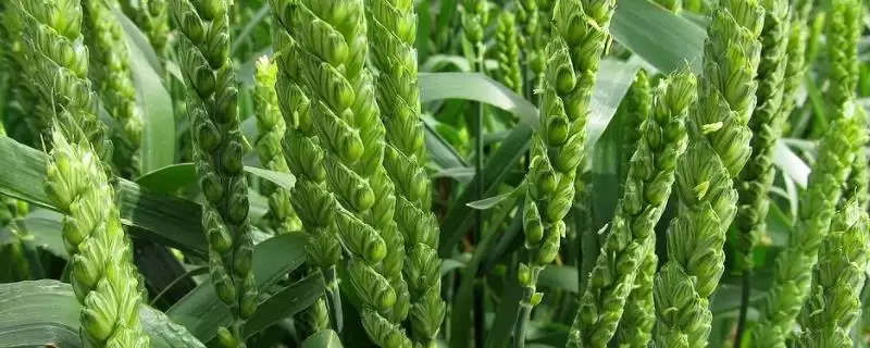 临麦14小麦种基本苗情况(临麦14每亩基本苗15-20万)？-会东网