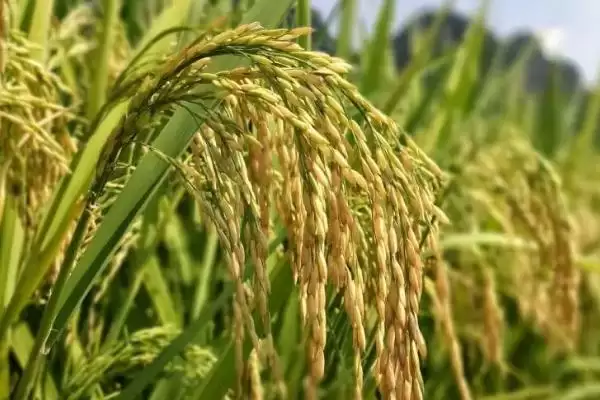 图片[4]-冈优科01水稻种子每亩有效穗数15.65万(冈优科01水稻种子每亩有效穗数15.65万有何意义)？-会东网