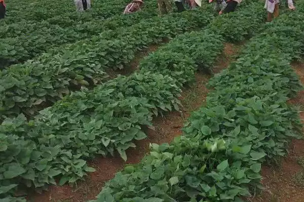 图片[5]-秋天红薯管理要点(秋天红薯封垄后做好提蔓采梢工作)？-会东网