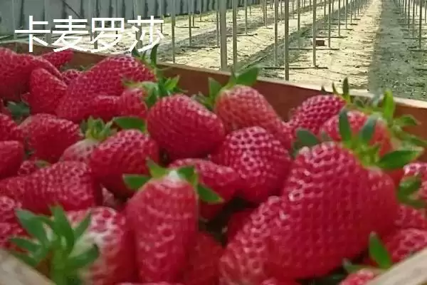 图片[5]-草莓常见品种及章姬佐贺清香等介绍(草莓的常见品种有哪些及介绍)？-会东网