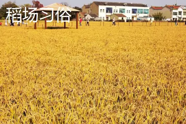 图片[7]-常见端午节活动各地风俗不一(常见端午节活动各地风俗有何不同)？-会东网