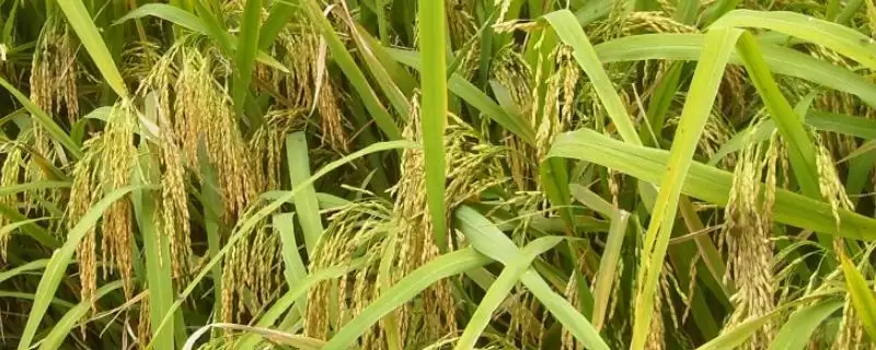五谷介绍(五谷指稻、黍、稷、麦和菽)？-会东网