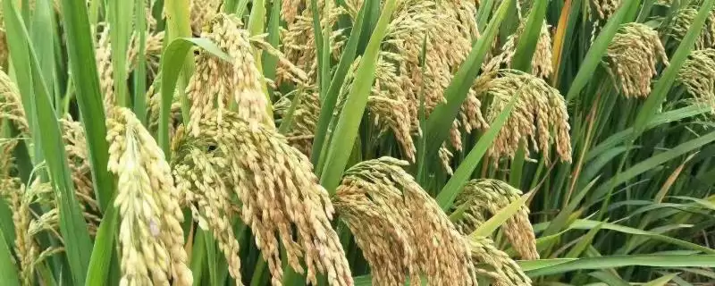 滇杂49水稻种子有其简介内容(滇杂49水稻种子简介有何值得了解)？-会东网