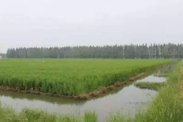 图片[5]-稻田养黄鳝亩利润及收益情况分析(在稻田中养黄鳝的亩利润如何及分析)？-会东网