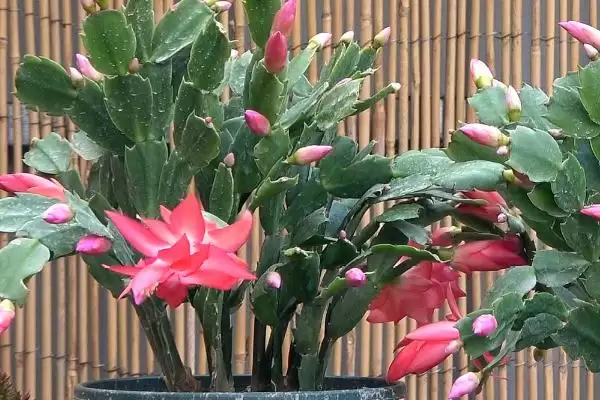 图片[3]-蟹爪兰介绍及仙人掌科肉质植物特性(蟹爪兰啥情况及仙人掌科特性)？-会东网