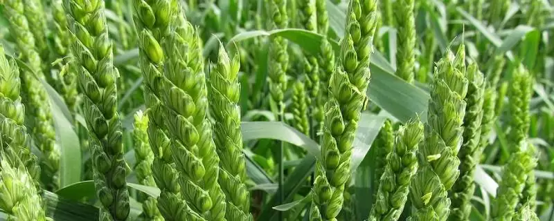 浩麦一号小麦品种特性、抗病能力(浩麦一号小麦品种的特性,中抗纹枯病)?-会东网